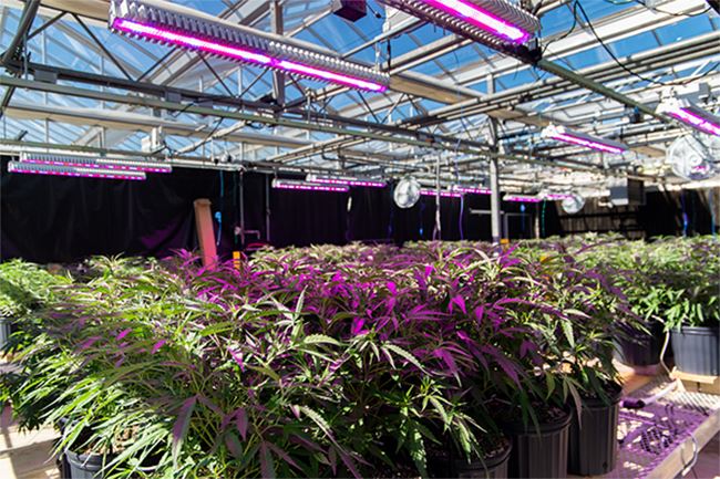 GreenhouseDaytime_photo_5 GreenhouseDaytime_photo_5